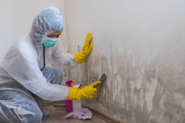 Best Crawl Space Mold Removal  in El Jon, CA