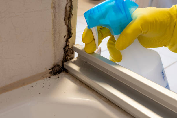 Best Mold Remediation  in El Jon, CA