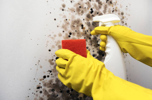 Best Mold Cleaning Services  in El Jon, CA