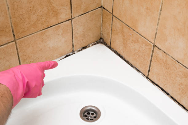 Trusted El Cajon, CA Mold Removal Experts